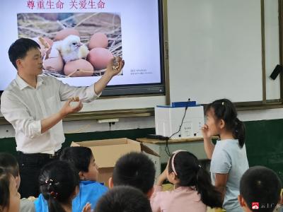 广办驼子中心小学：孵化小鸡，探索生命起源