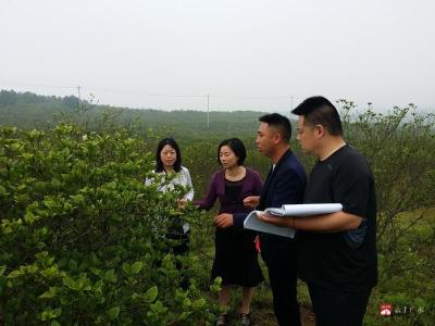 广水审计局：关注乡镇生态产业效益情况