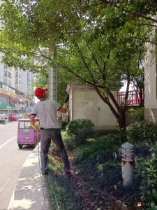 广水园林工人积极做好夏日绿化带打药除虫工作