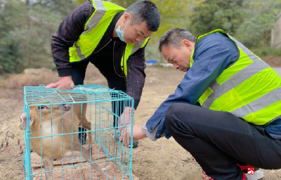 广水市林业局成功救助国家二级保护动物