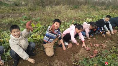 广办驼子中心小学开展挖红薯体农趣活动