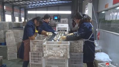 【新春走基层  奋战开门红】松淳蛋业公司：赶订单“不打烊”  丰富“年夜饭”餐桌
