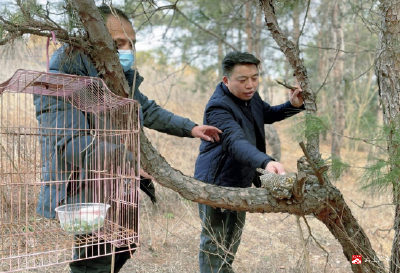 广水市林业局救助猫头鹰送归大自然