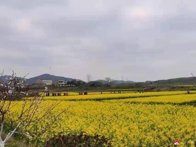 “志愿红”闪耀油菜花节