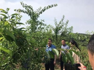 【越·广水】市人大开展农业水果产业链调研督导活动