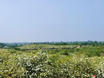 骆店镇：栀子花开香满园  雪魄冰花凉气清