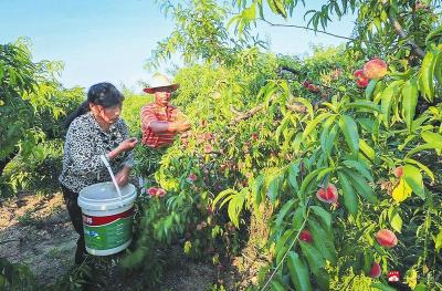 【越·广水】“胭脂红”为什么这样红？ ——广水市胭脂红鲜桃产业发展探访