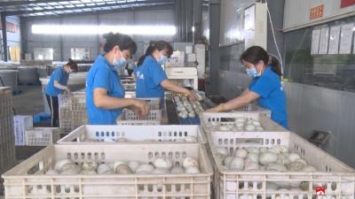 【越·广水】日销超30万枚  广水皮蛋市场走俏