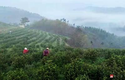 【“一镇一品”故事汇】武胜关茶香飘九州