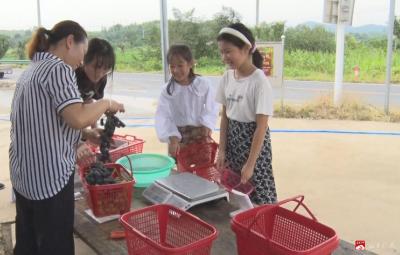 【悦·广水】葡萄熟了 村民富了