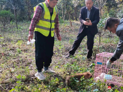广水市林业局救助貉子送归保护区