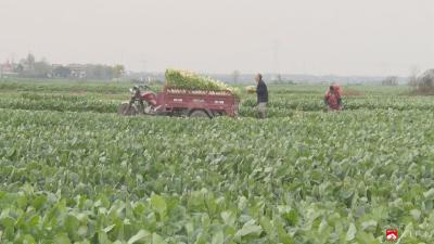 【悦·广水】丰收啦！长岭4000亩水晶萝卜受青睐