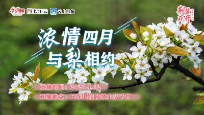 直播丨荆楚花开：浓情四月 与梨相约