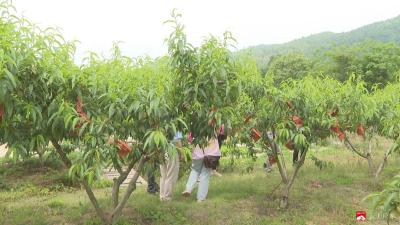 【越·广水】“以桃为媒”！  桃源村举办鲜桃采摘节