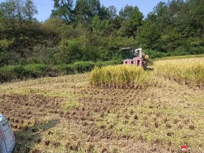 【越·广水】余店镇：低茬收割从源头把控  秸秆禁烧防患于未然