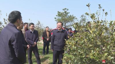 【越•广水】崔传金调研“中央财政油茶产业发展示范奖补项目”建设工作