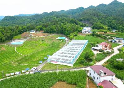 解码“春耕密码”：数字赋能+生态循环构建绿色农业新气象