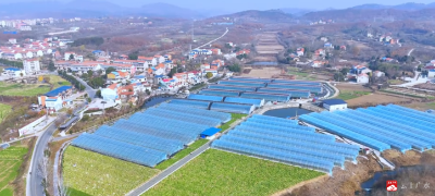 余店镇打造“三白蔬菜第一乡”—— 云端销售打通从地头到餐桌“绿色通道”