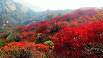 美到“犯规”的吴山联建红叶