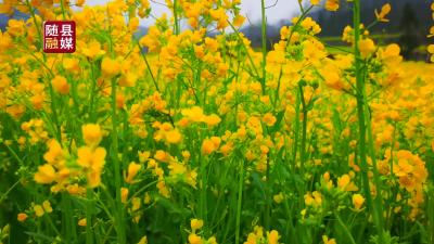 《疫情不误春光美 油菜花海惹人醉》