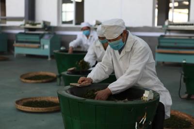 万亩茶园采摘忙 ——云峰山茶场复工复产抢春光
