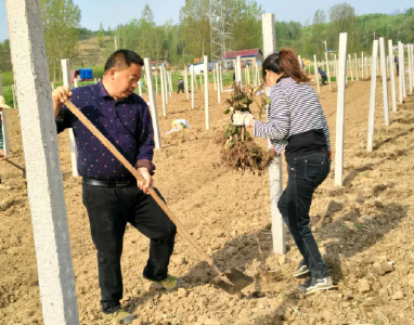 随县太白顶景区：技术搭桥 助果农减少损失