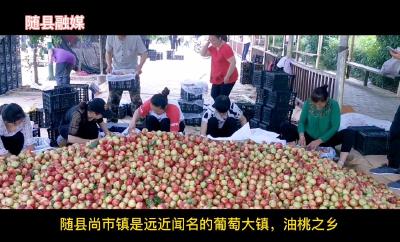 为尚市镇油桃，葡萄加油助力！