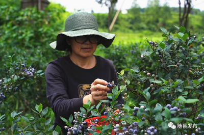 走向我们的小康生活 | 淮源蓝莓种植记