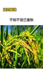 不知不觉已是秋