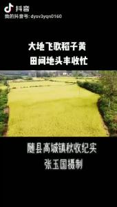 高城镇：大地飞歌稻子黄  田间地头丰收忙