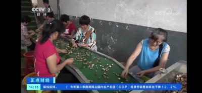 湖北随州：直播带货 日销香菇四千单