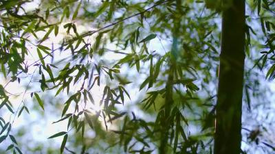 《加油脱贫攻坚》       第十七集《老百姓的亲闺女》