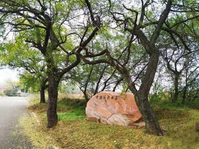 教师文学丨老土五律四首（平水韵）