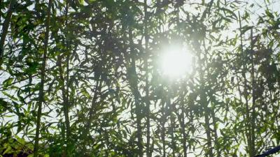 《加油脱贫攻坚》    第九集《幸福花开》