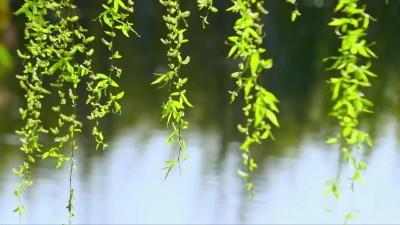 《加油脱贫攻坚》       第十五集《大山深处孩子王》
