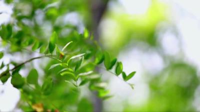 《加油脱贫攻坚》        第二十六集《一心换万心》
