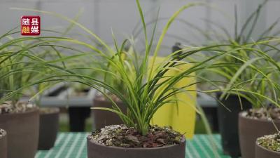 4月9日，相约兰花节