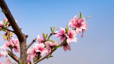 【直播预告】@全国网友，明早8点 随县邀您“云赏桃花”