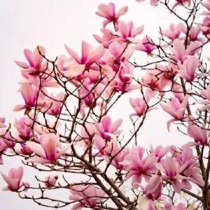 云游随县 共赏花乡