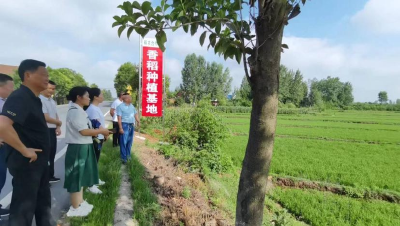 洪山镇人大代表活动小组围绕香稻产业发展组织开展集中调研活动