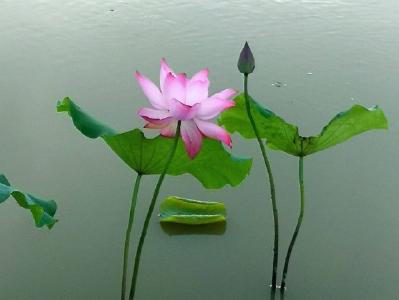 新街苏湾，菏韵