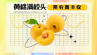 直播｜央视“瓜果情报站”走进老河口！