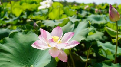 新街苏湾荷之韵