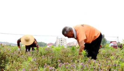 湖北随县包家巷村：致富有“方”，荒野药草成“金枝玉叶”