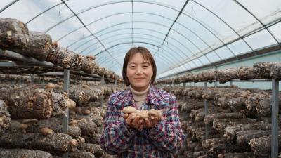 湖北随县大桥村：“智慧大棚”显身手 香菇种植助增收