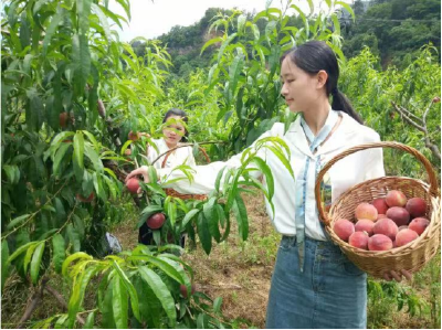 湖北随县尚市镇：心有“桃花源” 梦在花果乡