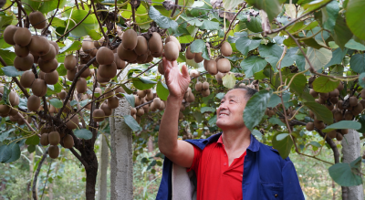 随县万和镇猕猴桃甜蜜上市