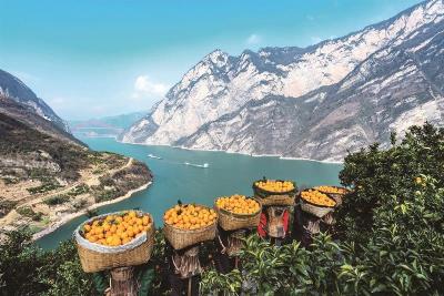 新春走基层·见证｜橙农的“百万”级收支账单 