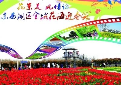 花景美 风情俏 东西湖区全域花海迎春笑