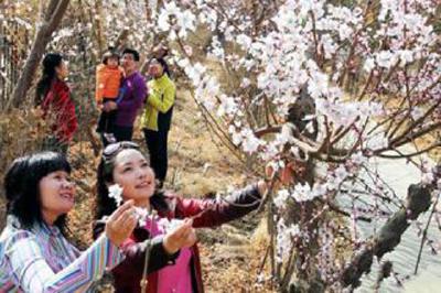 黄陂木兰天池推“赏杏花‘风铃节’”